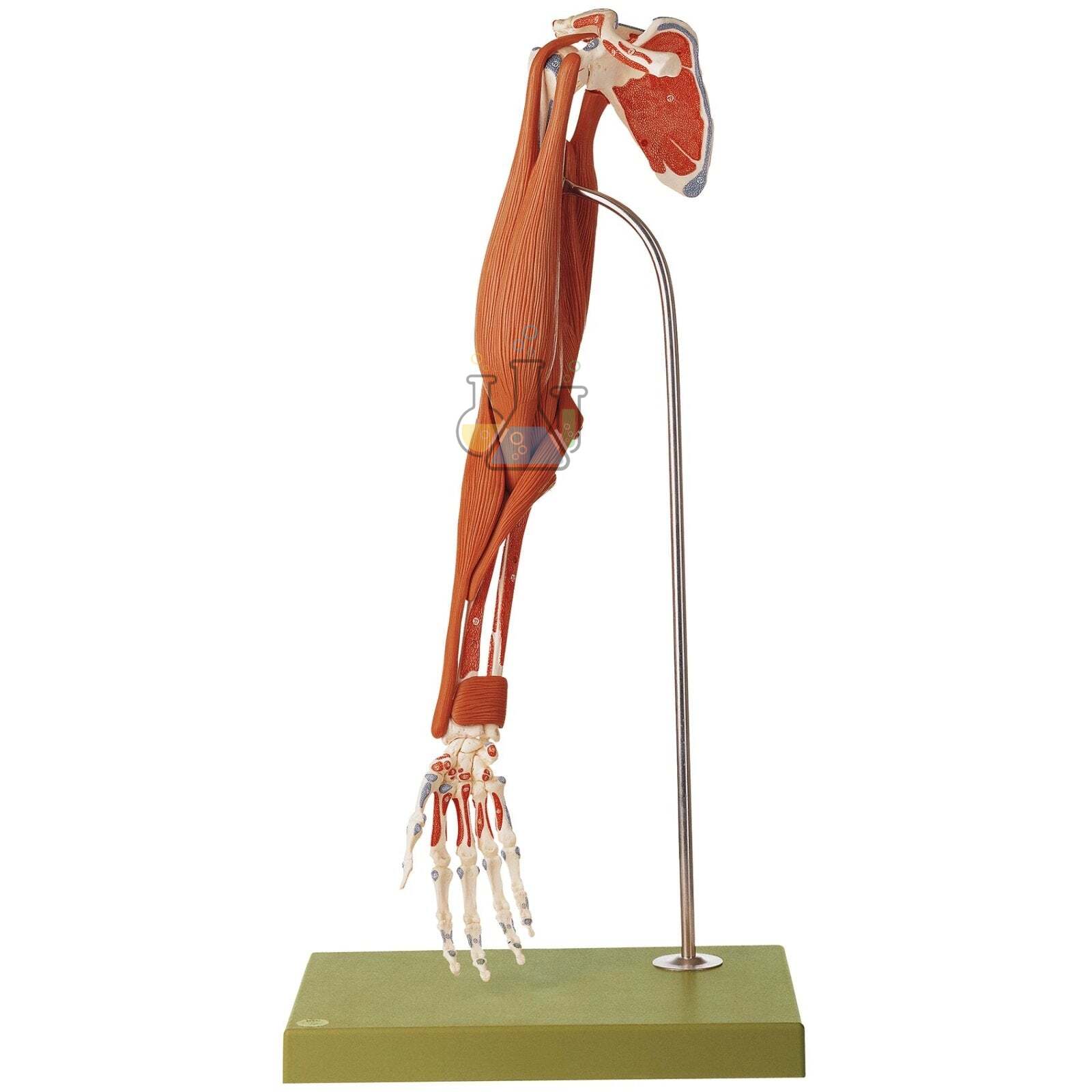 Demonstration Model Of The Arm Muscles